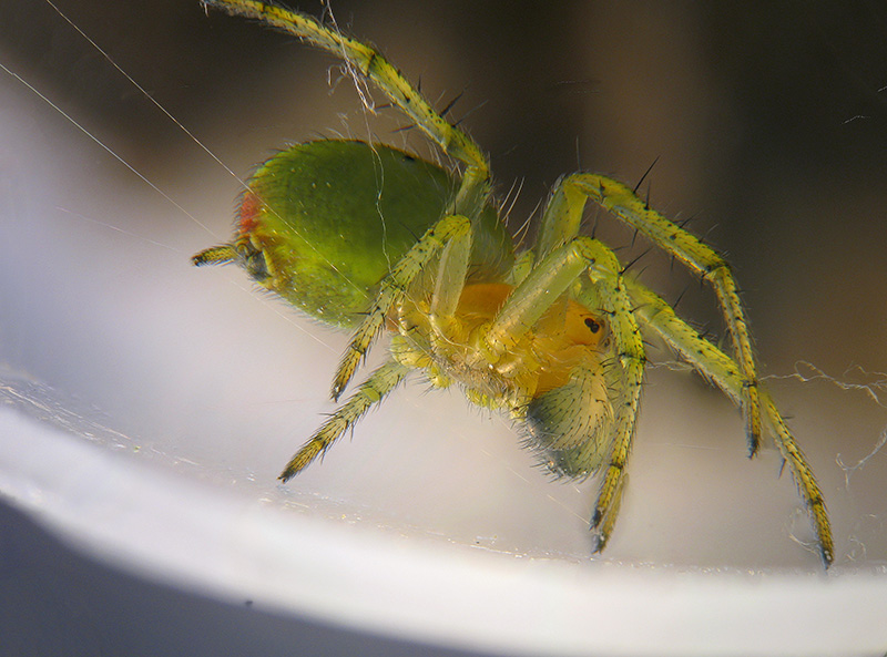 Araniella cucurbitina, maschio immaturo?.....Araniella sp. - Sumirago (VA)